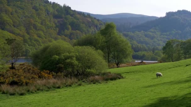 Padang Rumput Irlandia Hijau Yang Menakjubkan Pegunungan Wicklow — Stok Video