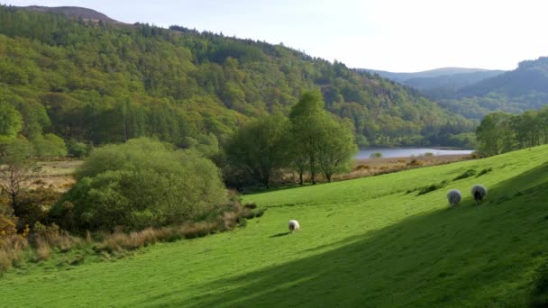 Campos Verdes Incríveis Irlandeses Nas Montanhas Wicklow — Vídeo de Stock