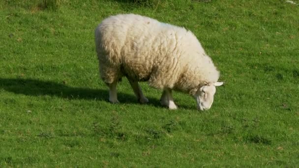 Schafe Grasen Grünen Gras Irlands — Stockvideo