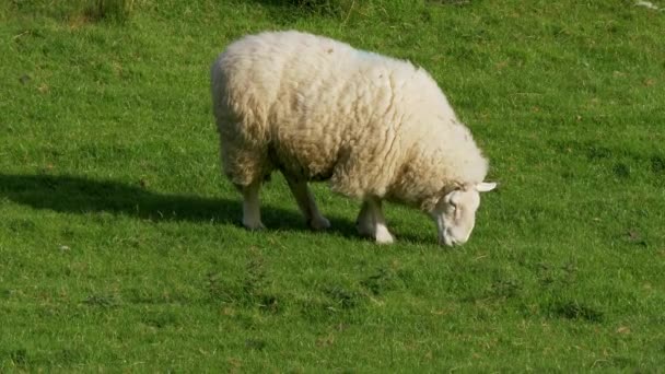 Sheeps Grassing Green Grass Ireland — Stock Video