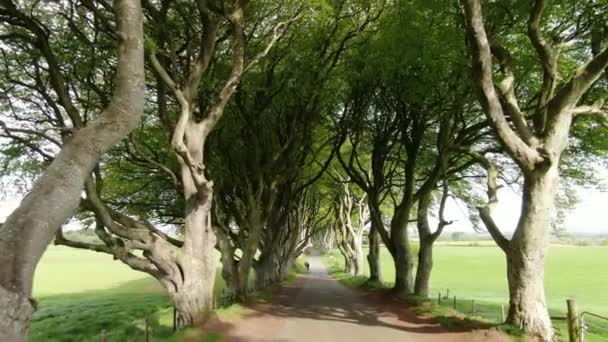 北爱尔兰斯特拉诺库姆的黑暗篱笆 — 图库视频影像