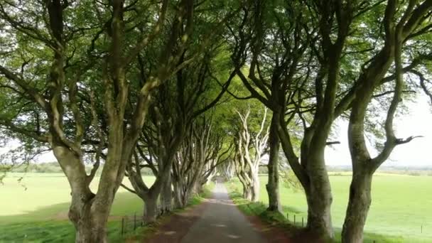 Dark Hedges Stranocum Irlanda Del Nord — Video Stock