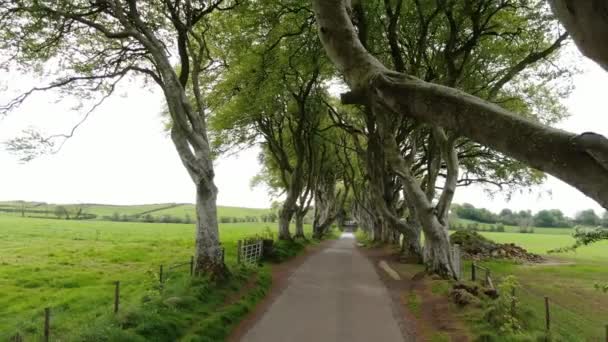 Donkere Hagen Van Stranocum Noord Ierland — Stockvideo