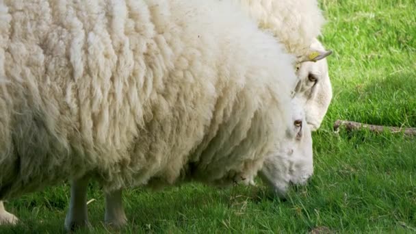 アイルランドの緑の草の中で草を刈る羊 旅行写真 — ストック動画