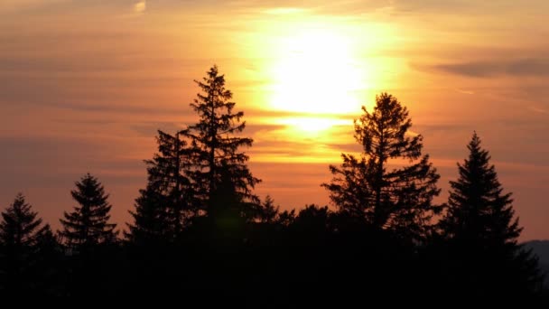 スイスのモミの木の上に美しい夕日 — ストック動画