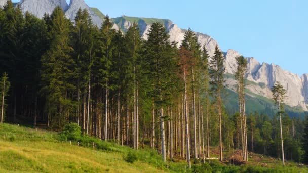 Erstaunliche Vegetation Den Schweizer Alpen Die Natur Der Schweiz — Stockvideo