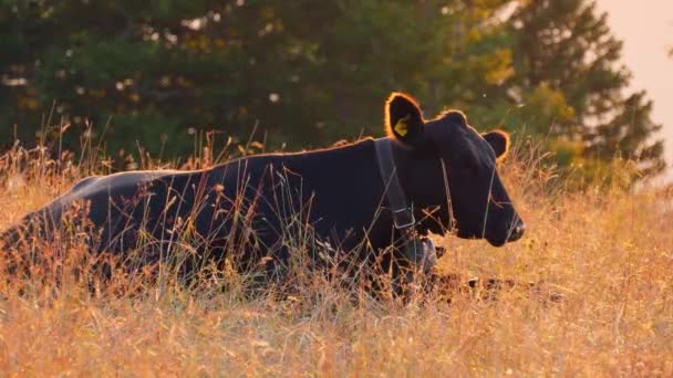 Sapi Merawat Bayi Betisnya Sebuah Peternakan Swiss Alpen — Stok Video