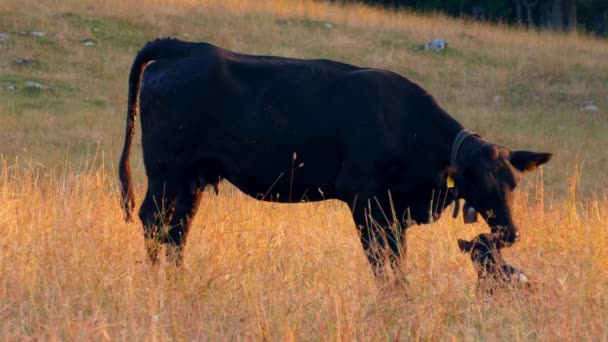 Kráva Stará Své Mládě Švýcarské Farmě Alpách — Stock video