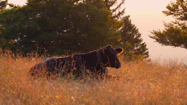 Sapi Merawat Bayi Betisnya Sebuah Peternakan Swiss Alpen — Stok Video