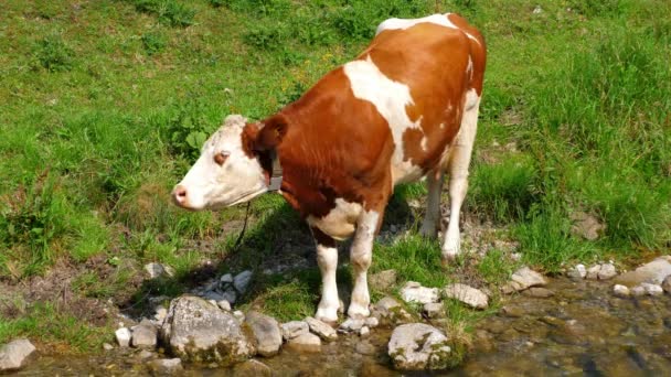 Runderen Drinkwater Uit Een Beek Zwitserland — Stockvideo