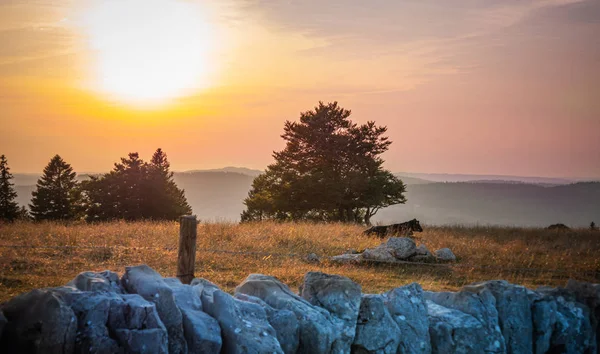 İsviçre 'nin İsviçre Alplerinde güzel tarım arazileri - seyahat fotoğrafçılığı