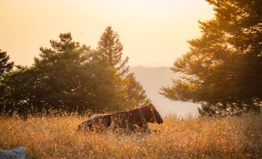 İsviçre 'de bir çiftlikte sığırlar - gün batımında güzel bir manzara - seyahat fotoğrafçılığı