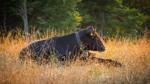 Bovins Dans Une Ferme Suisse Belle Vue Coucher Soleil Photographie — Photo