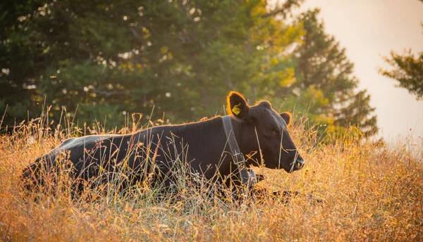 Bovins Dans Une Ferme Suisse Belle Vue Coucher Soleil Photographie — Photo