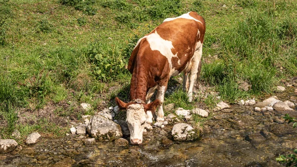 Eau Potable Vache Petit Ruisseau Suisse — Photo