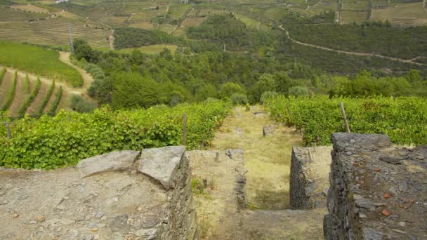 Wijngaarden Douro Vallei Portugal Groot Landschap Reisbeelden — Stockvideo