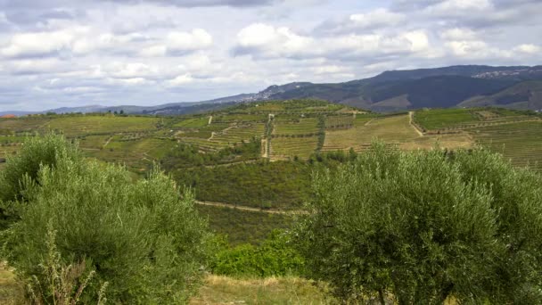 Les Vignobles Vallée Douro Portugal Grand Paysage Séquences Voyage — Video