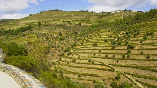 Die Atemberaubende Landschaft Des Douro Tals Portugal Mit Seinen Berühmten — Stockvideo