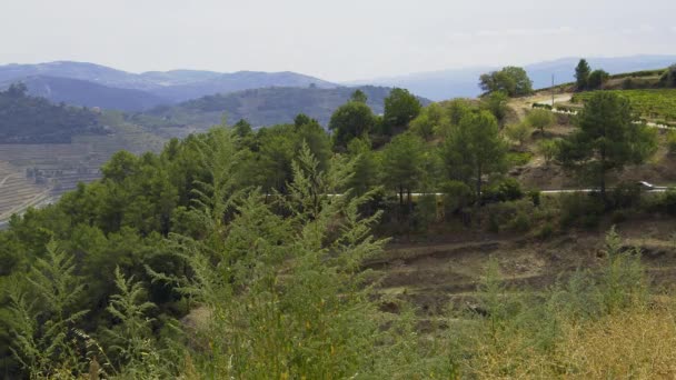 Los Viñedos Valle Del Duero Portugal Gran Paisaje — Vídeo de stock