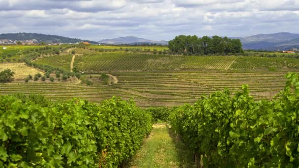 Wijngaarden Van Douro Vallei Portugal Een Prachtig Landschap — Stockvideo