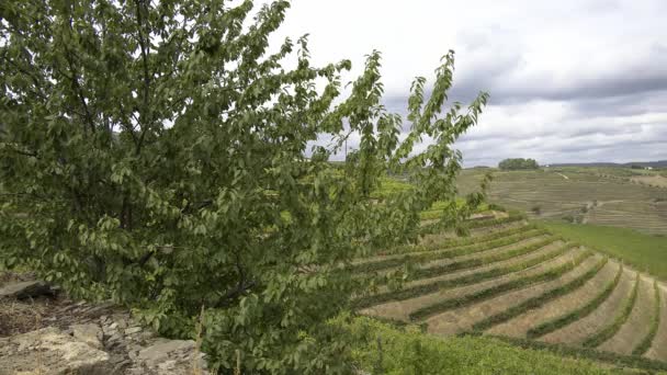 Виноградники Долині Дуро Португалія — стокове відео