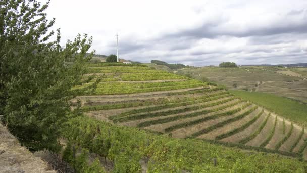 Prachtig Portugal Wijngaarden Douro Valley Genaamd Vale Douro Reisbeelden — Stockvideo