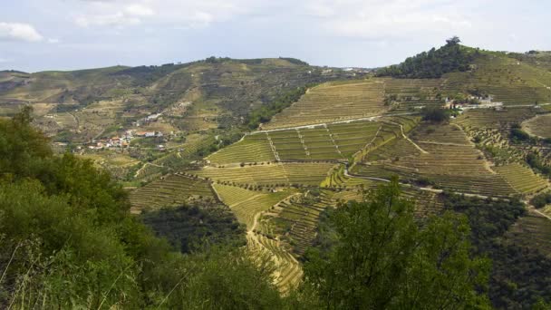 Portekiz Deki Douro Vadisi Ndeki Üzüm Bağları Harika Bir Manzara — Stok video