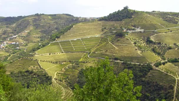 Les Vignobles Vallée Douro Portugal Grand Paysage Séquences Voyage — Video