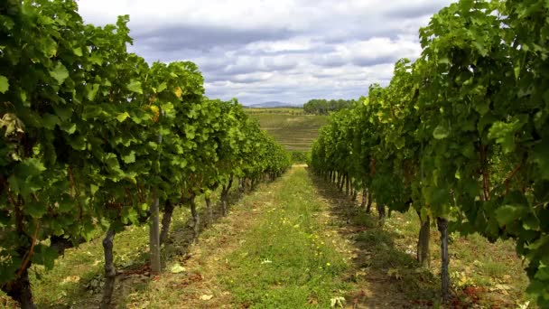 Виноградники Холмах Португалии Красивая Природа Съемки Путешествий — стоковое видео