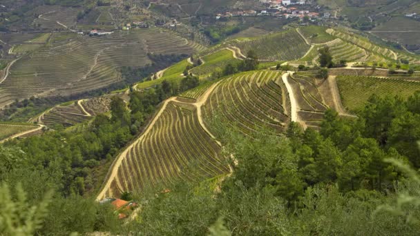 Vigneti Della Valle Del Douro Portogallo Grande Paesaggio Riprese Viaggio — Video Stock