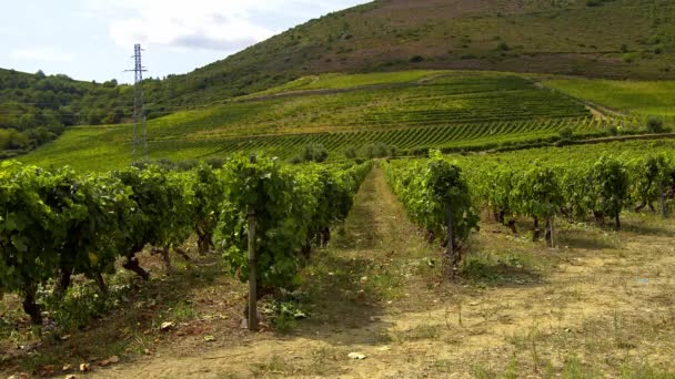 Виноградники Холмах Португалии Красивая Природа Съемки Путешествий — стоковое видео