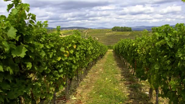 Winnice Wzgórzach Portugalii Piękna Przyroda Zdjęcia — Wideo stockowe