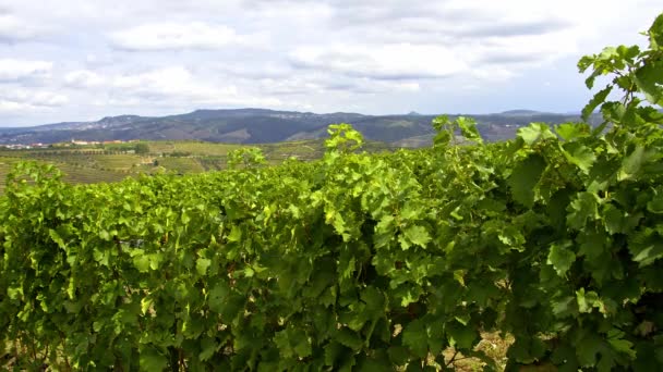 Portekiz Deki Douro Vadisi Ndeki Üzüm Bağları Harika Bir Manzara — Stok video