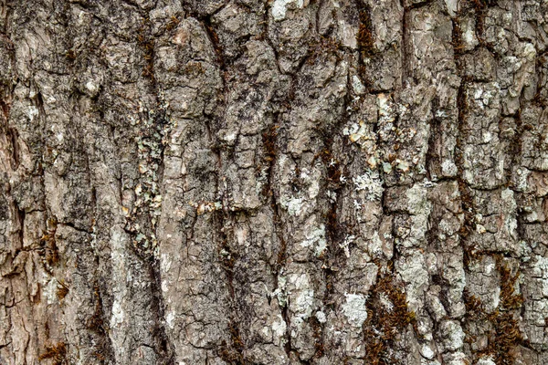 Texture Tree Bark High Quality Photo — Stock Photo, Image