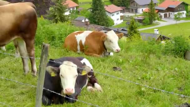 Typowe Użytki Rolne Alpach Germańskich Austriackich Bydłem Krowami Zdjęcia Podróży — Wideo stockowe