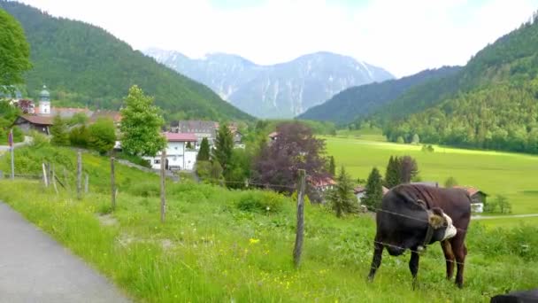 Typowe Użytki Rolne Alpach Germańskich Austriackich Bydłem Krowami Zdjęcia Podróży — Wideo stockowe