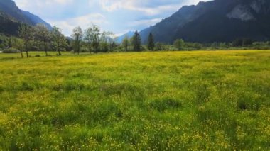 Bavyera 'nın Alman Alpleri Allgau bölgesinde yeşil bir çayırda alçak uçuş. Hava aracı görüntüleri