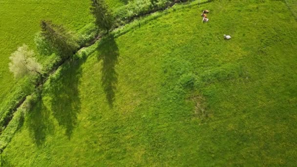 Niesamowita Przyroda Bawarskim Allgau Alpy Niemieckie Widok Lotu Ptaka — Wideo stockowe