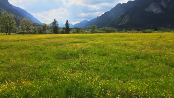 Niski Lot Nad Zieloną Łąką Niemieckich Alpach Bawarii Okręg Allgau — Wideo stockowe