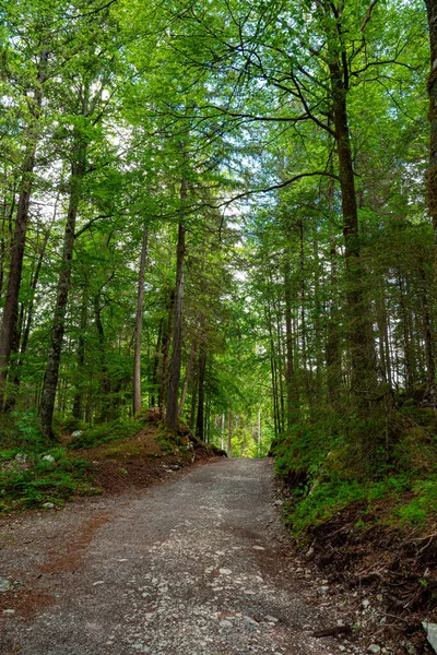 Wandelpad door een bos — Stockfoto