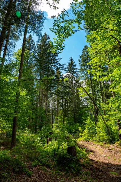 Wandelpad door een bos — Stockfoto