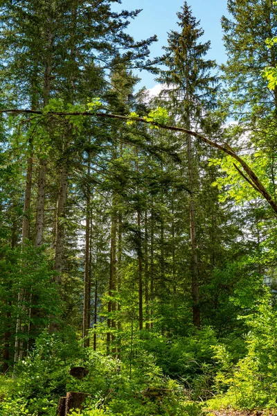 Wandelpad door een bos — Stockfoto