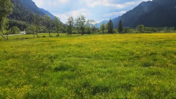Tiefflug über eine grüne Wiese in den Allgäuer Alpen — Stockvideo