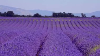 Fransa 'daki Valensole Provence lavanta tarlaları