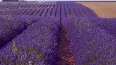 Fransa 'daki Valensole Provence lavanta tarlaları