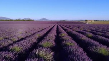 Fransa 'daki Valensole Provence lavanta tarlaları