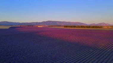 Fransa 'daki Valensole Provence lavanta tarlaları