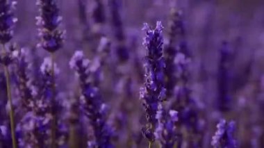 Fransa 'daki Valensole Provence lavanta tarlaları