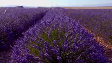 Fransa 'daki Valensole Provence lavanta tarlaları