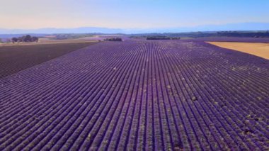 Fransa 'daki Valensole Provence lavanta tarlaları